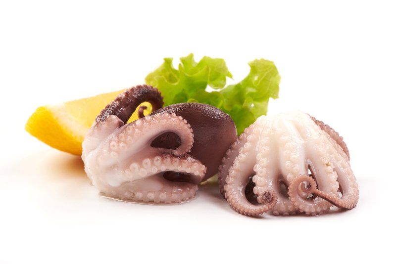 Baby polip (Octopus Vulgaris) 40-60 db/kg